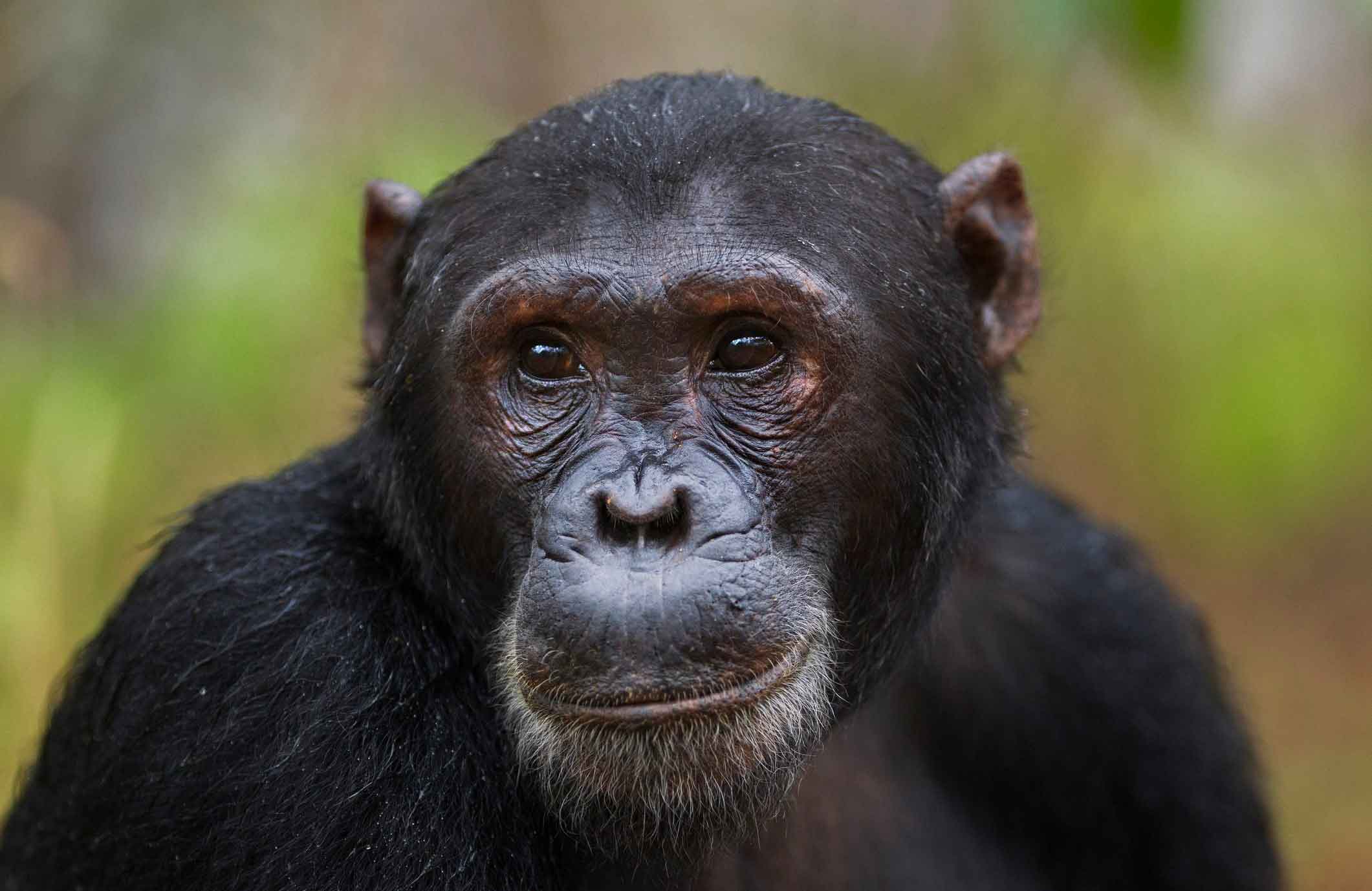 15 种可能比你聪明的动物 | 