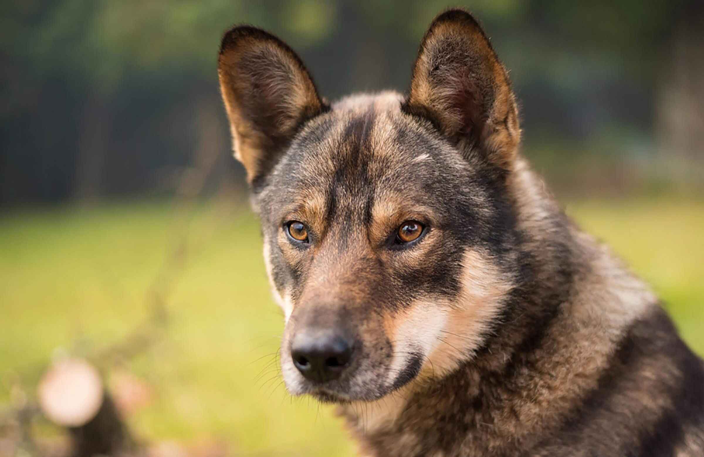 15 种可能比你聪明的动物 |