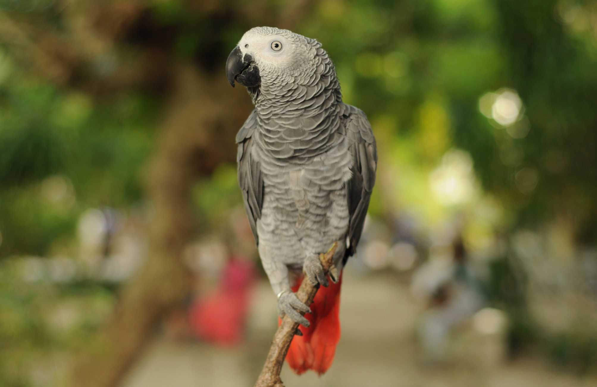 15 种可能比你聪明的动物 |