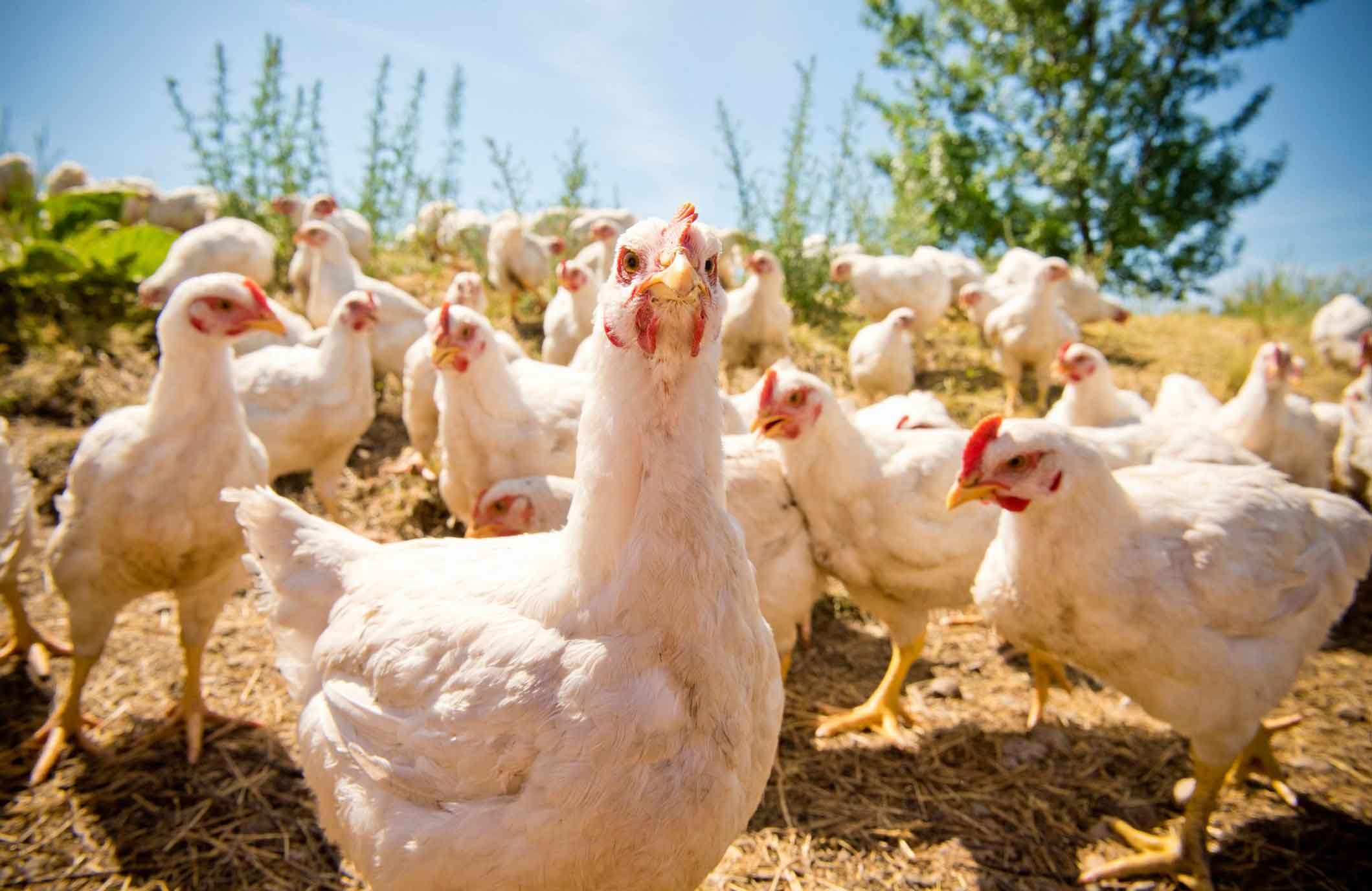 15 种可能比你聪明的动物 |