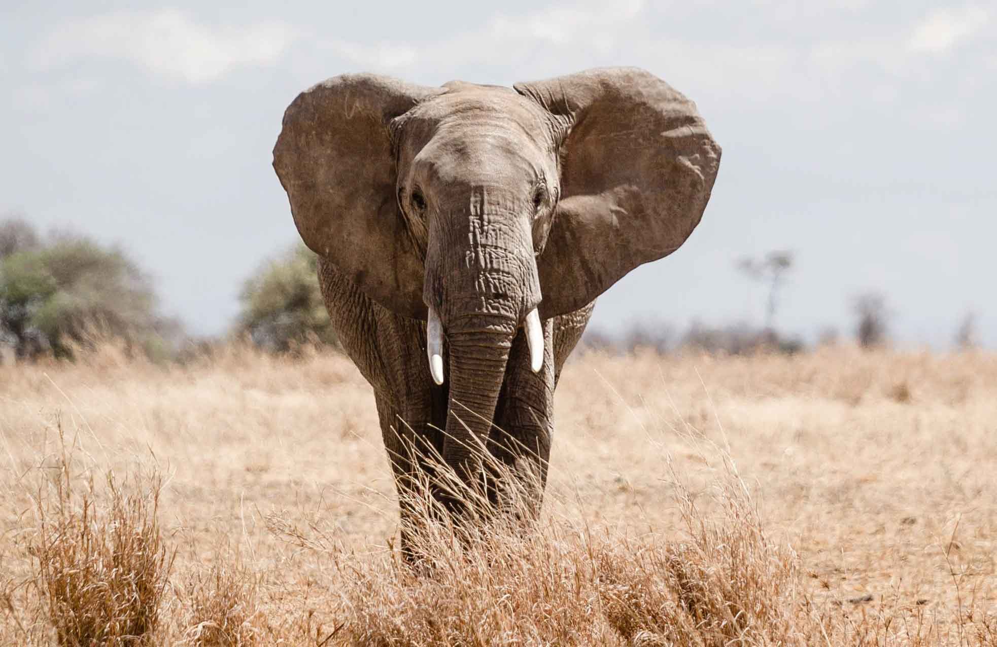 15 种可能比你聪明的动物 |