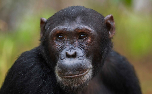 15 种可能比你聪明的动物 | 