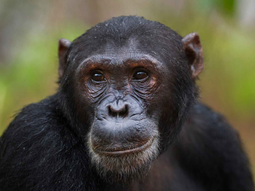 15 种可能比你聪明的动物 | 